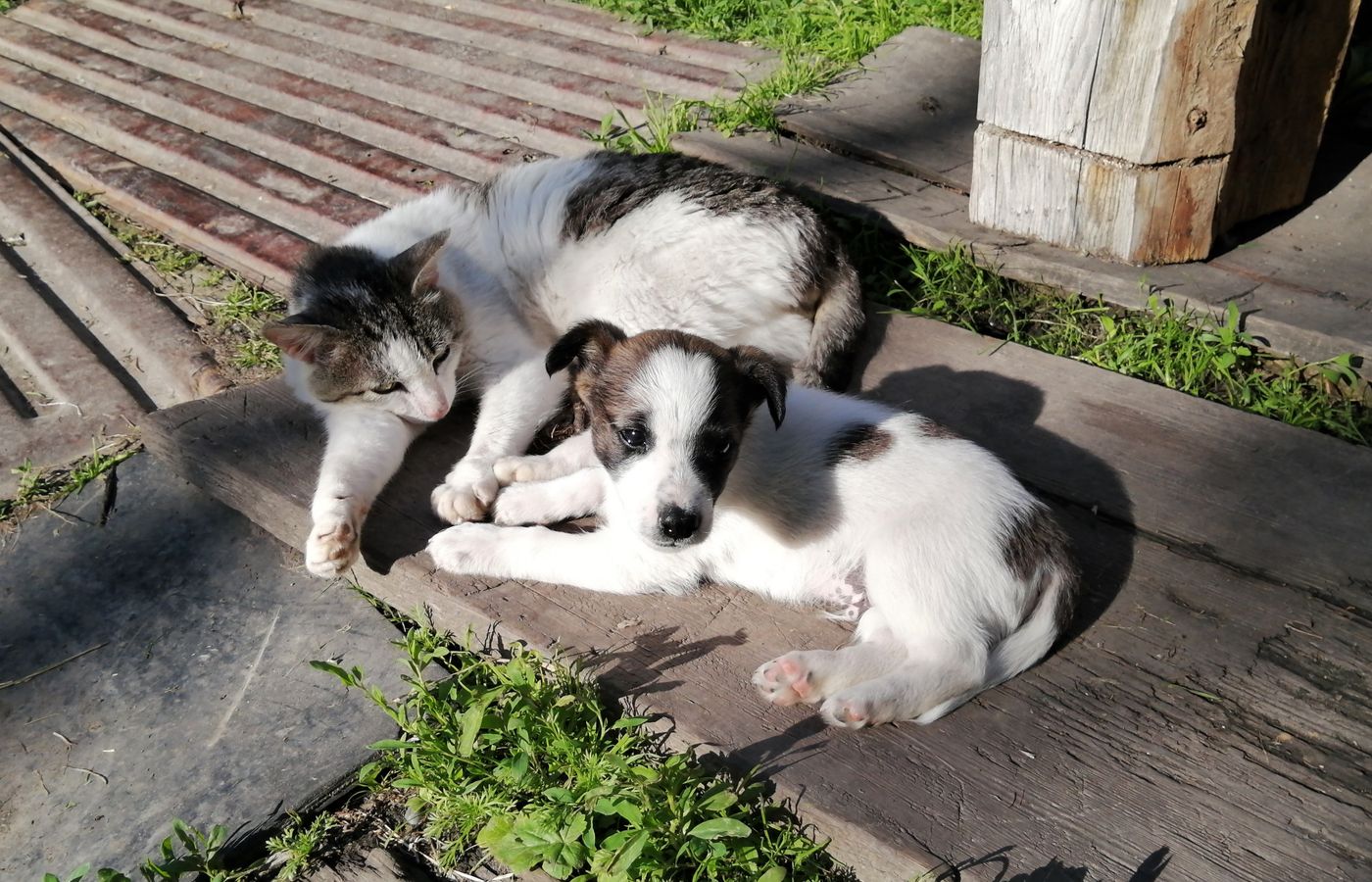 Un compañero de cuatro patas